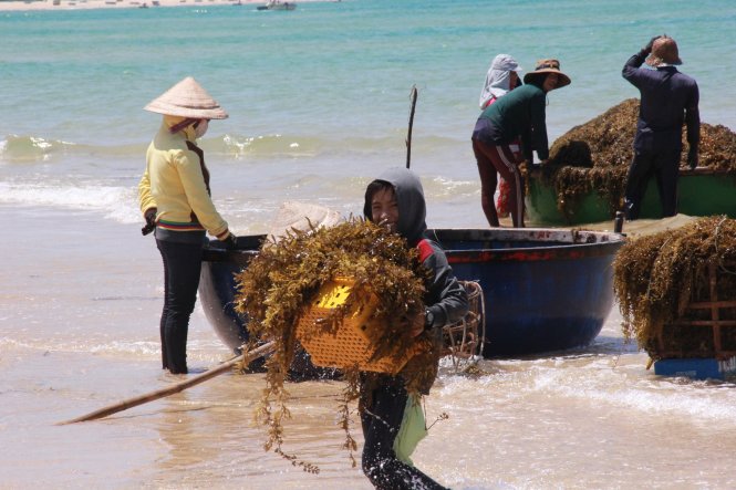 Trẻ em cũng tranh thủ lúc nghỉ học ra biển hái lộc - Ảnh: Trần Mai