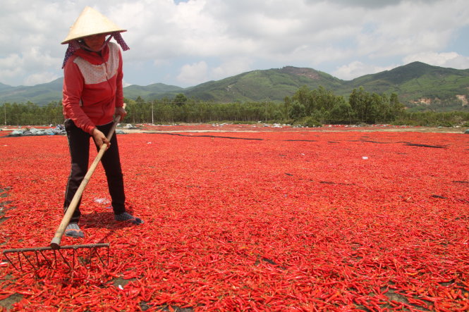 Nông dân Phù Mỹ phơi ớt với hi vọng sẽ bán ớt khô vớt vát Ảnh: CÔNG VĨNH
