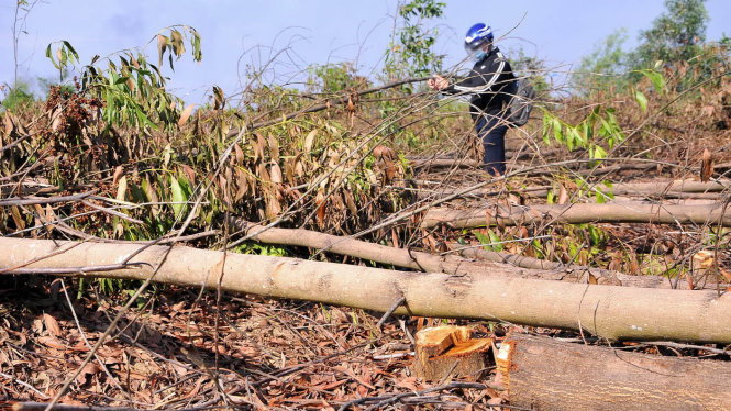 Vườn tràm hơn 10ha của bà Oanh bị người của Tổng công ty Tín Nghĩa cắt hạ sát gốc - Ảnh: A.L