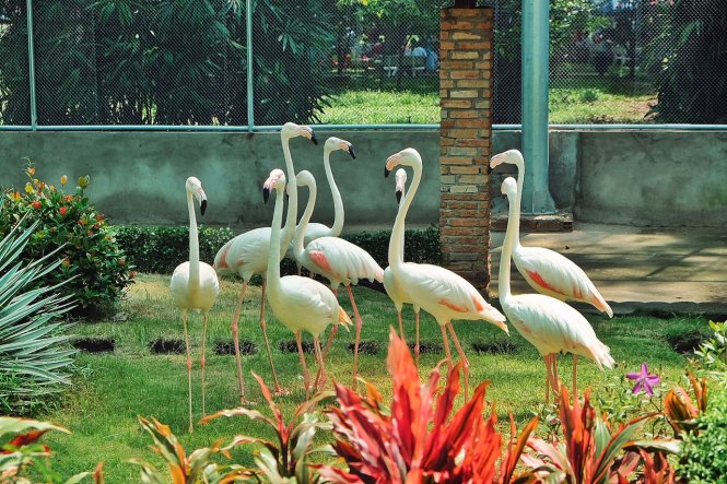 Chim hồng hạc tại vườn hồng hạc của Thảo cầm viên Sài Gòn - Ảnh: Minh Trang