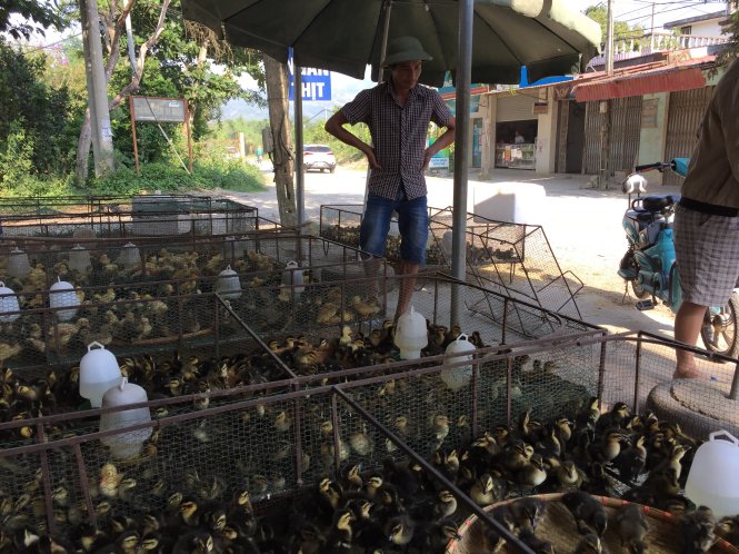 Ngan và vịt giống bán tại thị trường Điện Biên chỉ bằng phân nửa giá các dự án đã mua - Ảnh: Thúy Anh