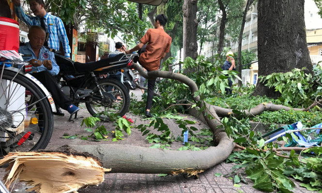 Nhánh cây sao đen rớt trúng khiến anh Linh bị chấn thương vùng đầu phải vào bệnh viện cấp cứu - Ảnh: Q.KHẢI