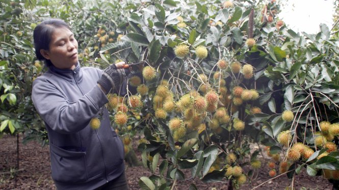 Giá chôm chôm vẫn đang trong xu hướng giảm. Trong ảnh: thu hoạch chôm chôm tại nhà vườn ở xã Xuân Thiện, Thống Nhất, Đồng Nai - Ảnh: N.Trí