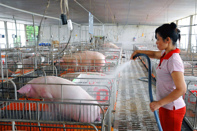 Nhiều trại nuôi tại Đồng Nai “găm” heo chờ giá tăng thêm - Ảnh: A LỘC