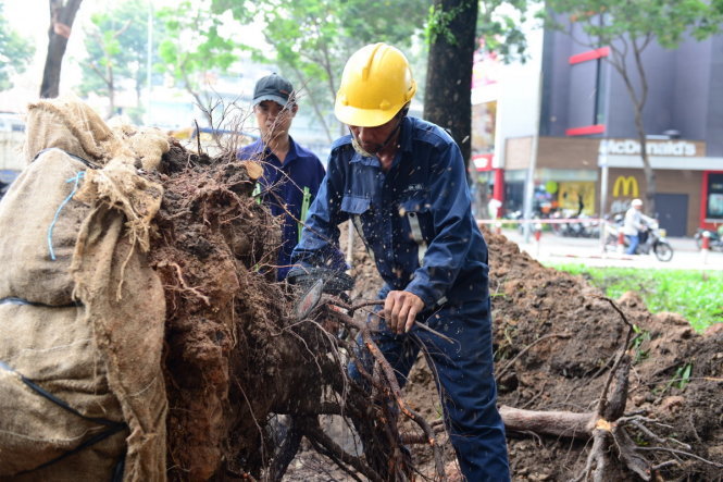 Tiến hành cắt tỉa rễ cây trước khi bọc lại để di dời. Ảnh: N.ẨN