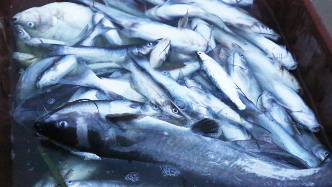 Số lượng cá chết vẫn tiếp tục gia tăng