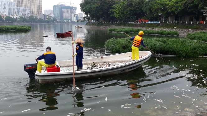 Công nhân môi trường thu gom cá mang đi tiêu huỷ