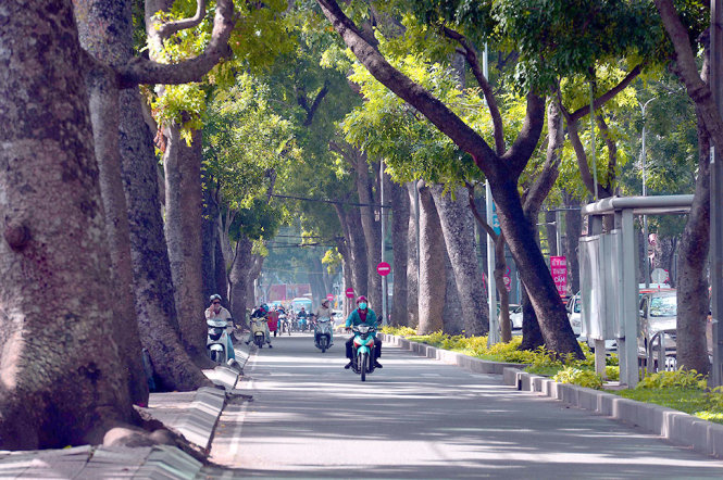 Cây xanh trên đường Tôn Đức Thắng - Ảnh: HỮU KHOA