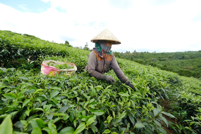 Cây chè trồng trên đất tái định canh bị lấn chiếm đã cho thu hoạch nhiều năm - Ảnh: M.VINH