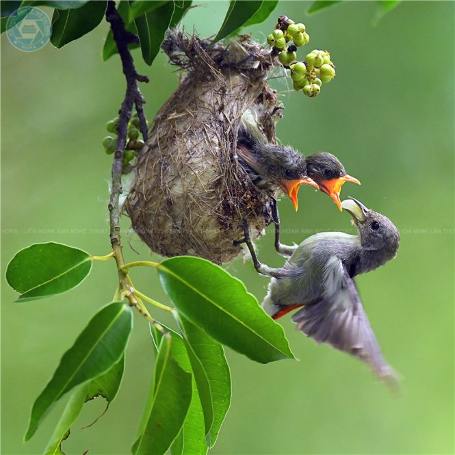 Tình mẹ - ảnh của VINH TRƯƠNG, Khuyến khích.