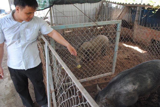 Đoàn Phan Dinh bên trại nuôi heo rừng - Ảnh: THÀNH NHƠN