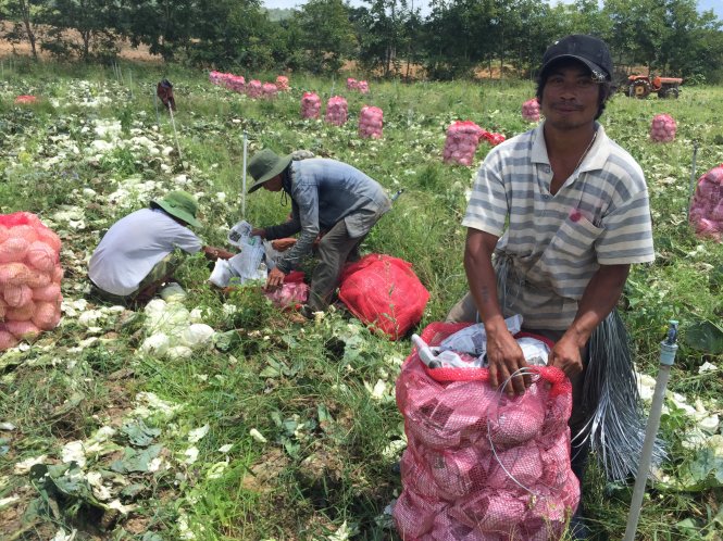 Ya B (giữa) thu hoạch su bắp thuê cùng các chàng trai Churu khác - Ảnh: THÁI LỘC