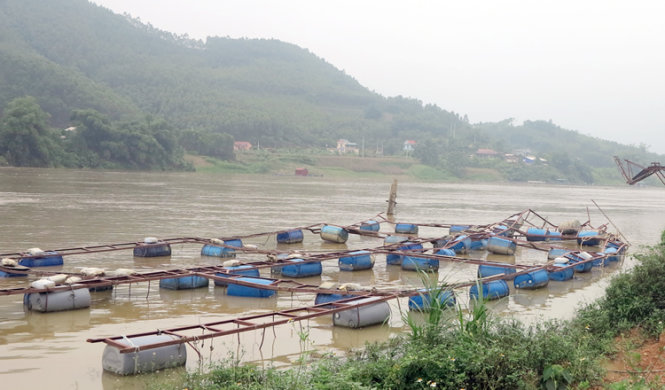 Nhiều lồng cá bị đứt neo, trôi dạt và hư hỏng nặng do nước sông lên cao - ẢNH: Quốc Hội