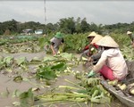 Lũ đồng bằng sông Cửu Long lên nhanh, nhiều nơi bị thiệt hại