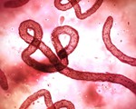 ​WHO cảnh báo nguy cơ bùng phát Ebola trở lại ở Congo