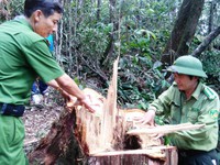 Quảng Nam thưởng “nóng” đội phá án vụ phá rừng pơ mu