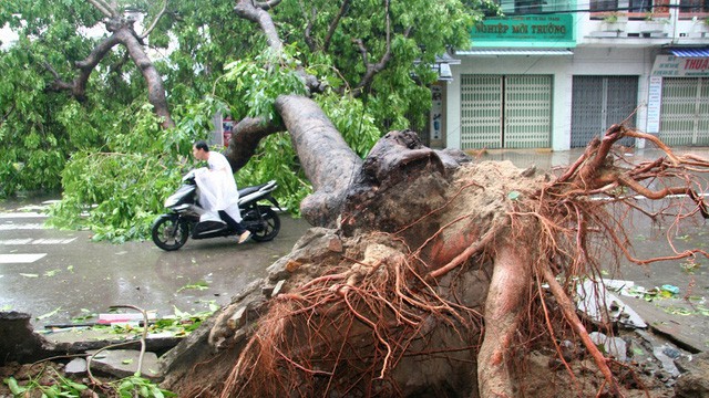 Cơn bão số 12 tàn phá nặng nề như thế nào? - Ảnh 2. Cơn bão số 12 tàn phá nặng nề như thế nào? - Ảnh 2.