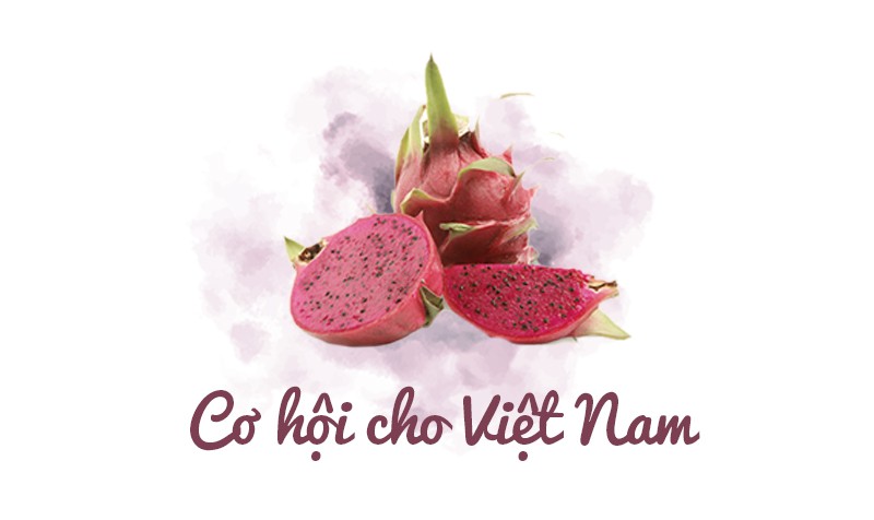 Trung Quốc ồ ạt trồng thanh long cạnh tranh với Việt Nam - Ảnh 9.