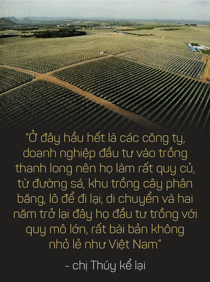 Trung Quốc ồ ạt trồng thanh long cạnh tranh với Việt Nam - Ảnh 2.