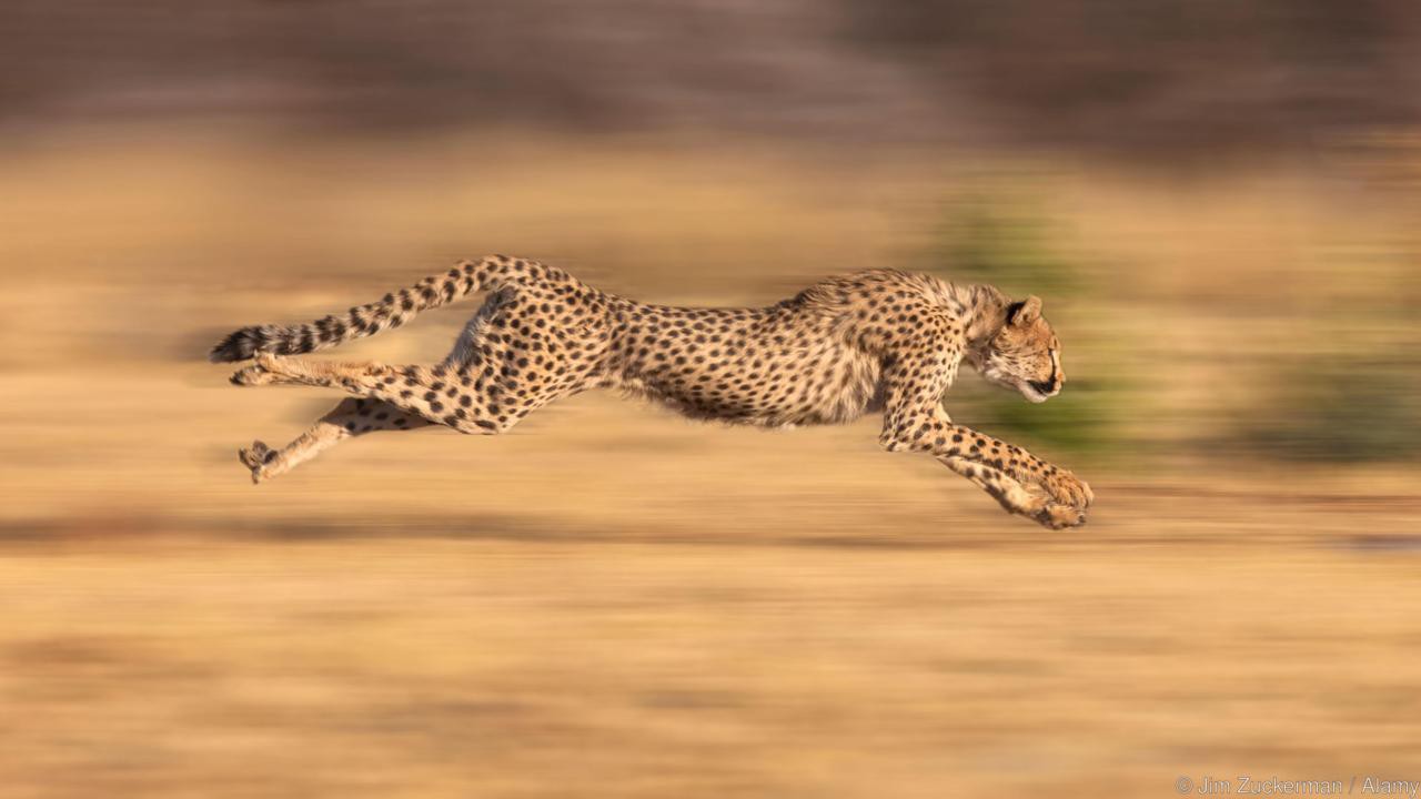 Vua săn mồi đáng sợ nhất trên mặt đất - Ảnh 2. Vua săn mồi đáng sợ nhất trên mặt đất - Ảnh 2.