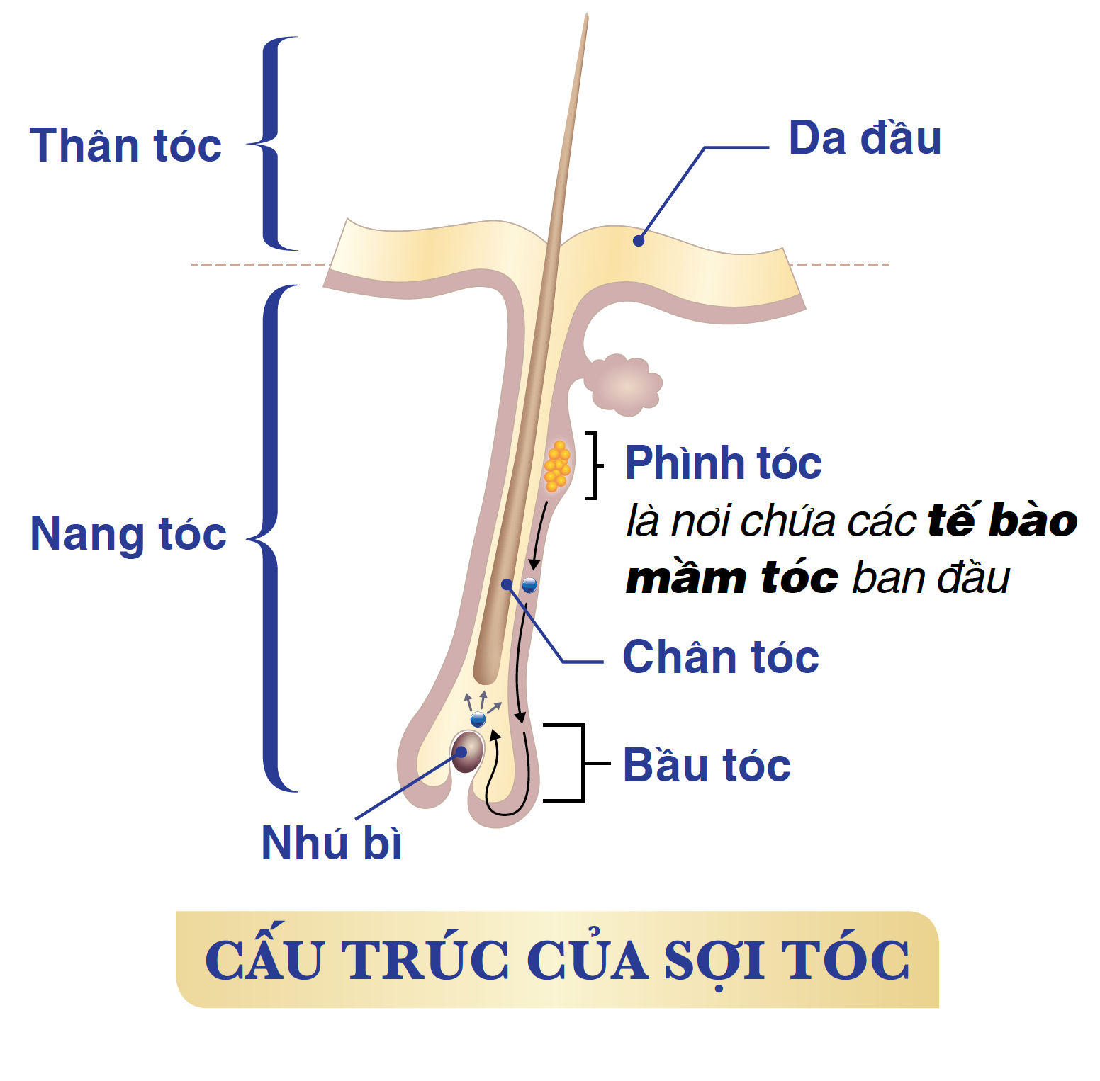 Hói đầu, để lâu là hết tóc - Ảnh 3.