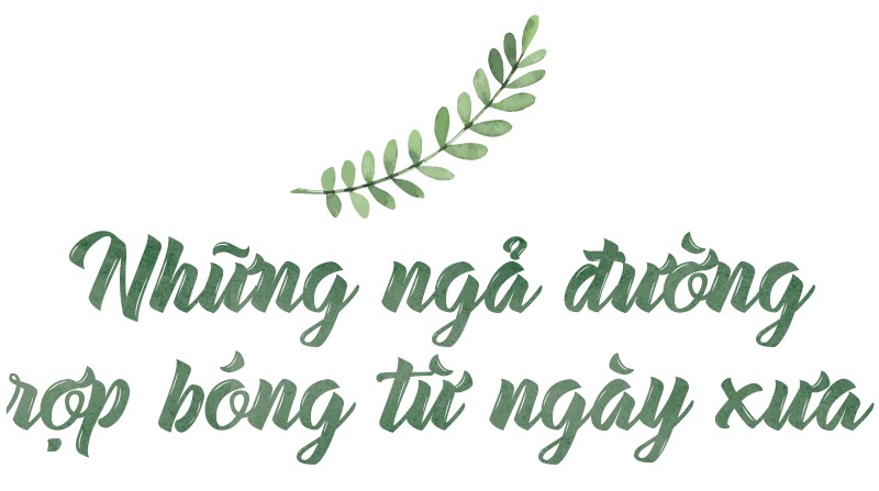 Những hàng me Sài Gòn - Ảnh 6.