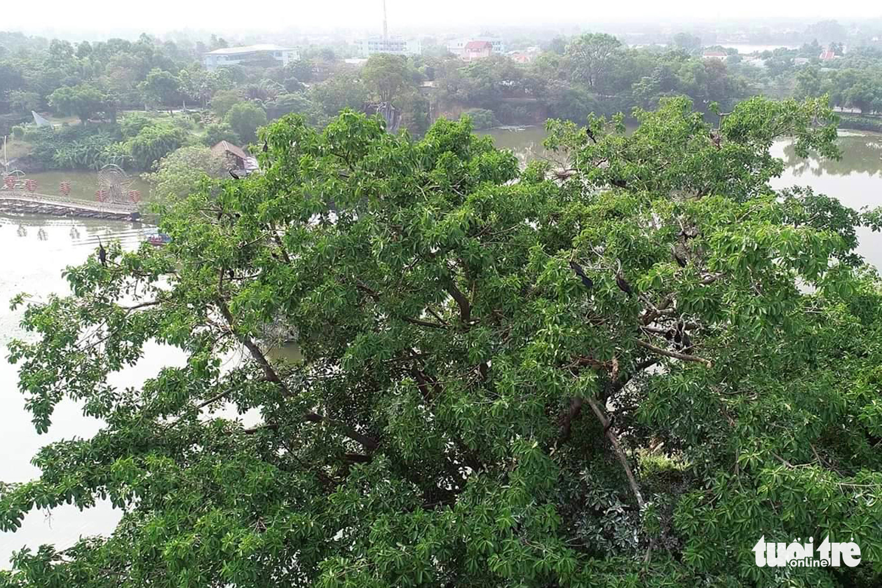 Phát hiện hàng trăm con chim cổ rắn quý hiếm tại khu du lịch Bửu Long ...