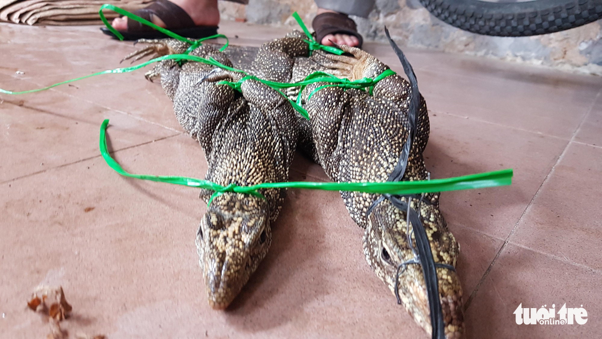 Mua 3 con kỳ đà vân, bị phạt 660 triệu đồng - Ảnh 1. Mua 3 con kỳ đà vân, bị phạt 660 triệu đồng - Ảnh 1.