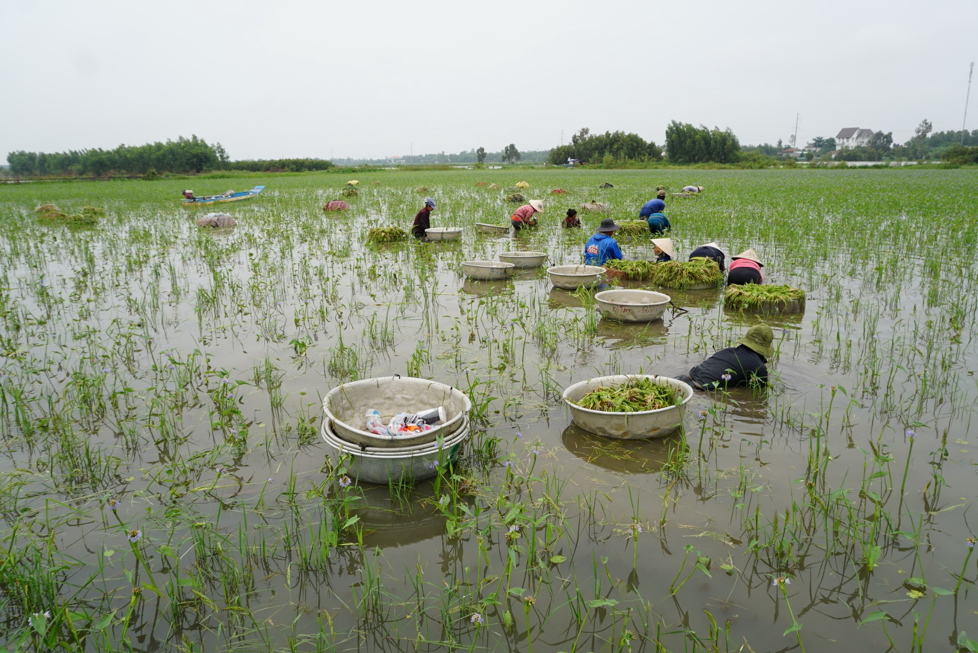 Nhổ hẹ mùa nước nổi - Ảnh 3. Nhổ hẹ mùa nước nổi - Ảnh 3.