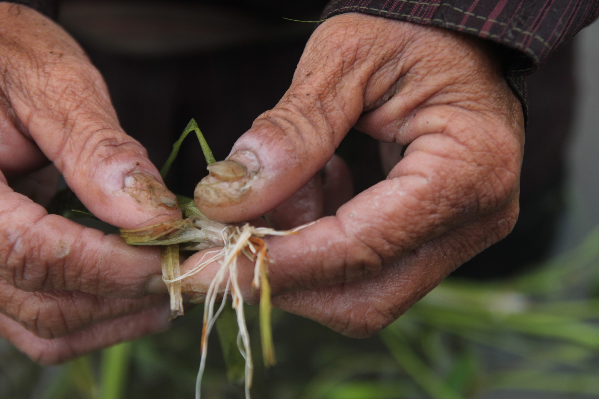 Nhổ hẹ mùa nước nổi - Ảnh 2. Nhổ hẹ mùa nước nổi - Ảnh 2.