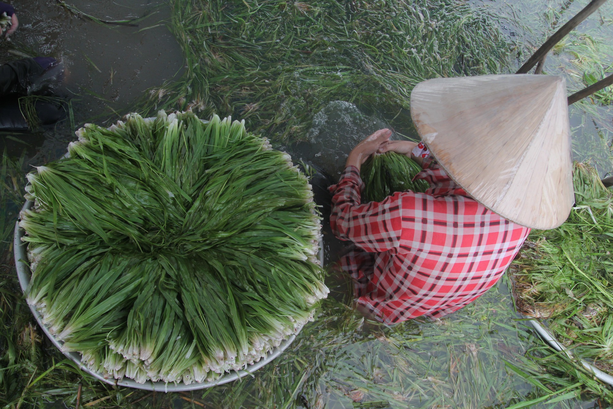 Nhổ hẹ mùa nước nổi - Ảnh 1. Nhổ hẹ mùa nước nổi - Ảnh 1.