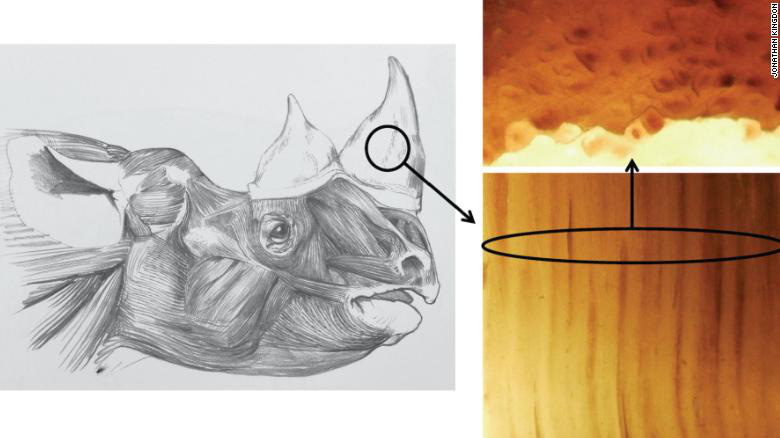Chế tạo sừng tê giác giả để cứu tê giác thật - Ảnh 1. Chế tạo sừng tê giác giả để cứu tê giác thật - Ảnh 1.