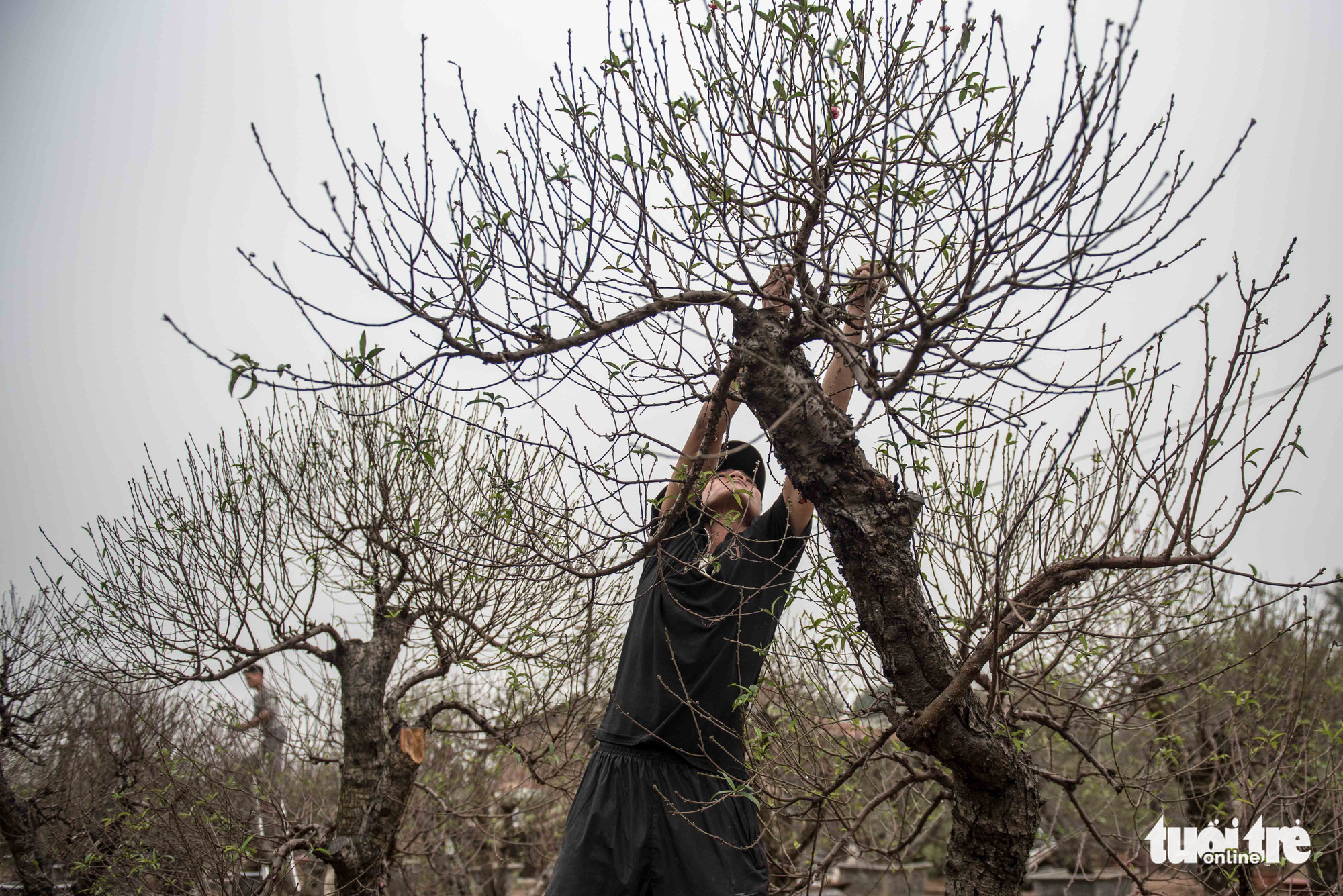 Chi chục triệu đồng thuê nhân công tuốt lá đào dịp tết - Ảnh 1. Chi chục triệu đồng thuê nhân công tuốt lá đào dịp tết - Ảnh 1.