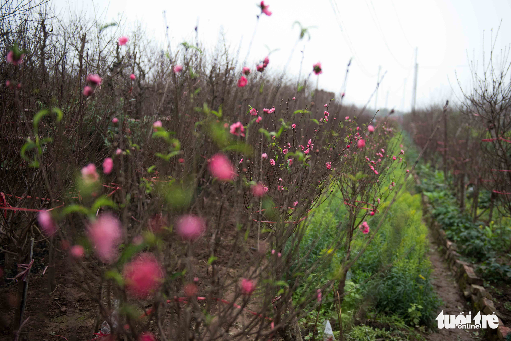 Chi chục triệu đồng thuê nhân công tuốt lá đào dịp tết - Ảnh 2. Chi chục triệu đồng thuê nhân công tuốt lá đào dịp tết - Ảnh 2.