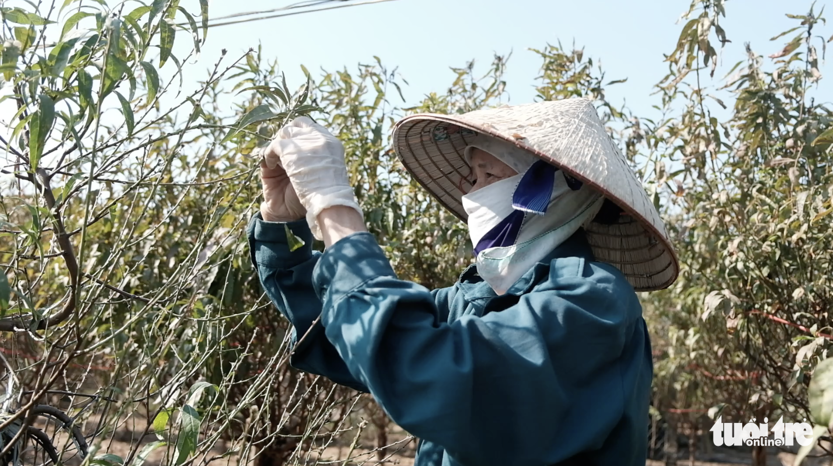 Chi chục triệu đồng thuê nhân công tuốt lá đào dịp tết - Ảnh 3. Chi chục triệu đồng thuê nhân công tuốt lá đào dịp tết - Ảnh 3.