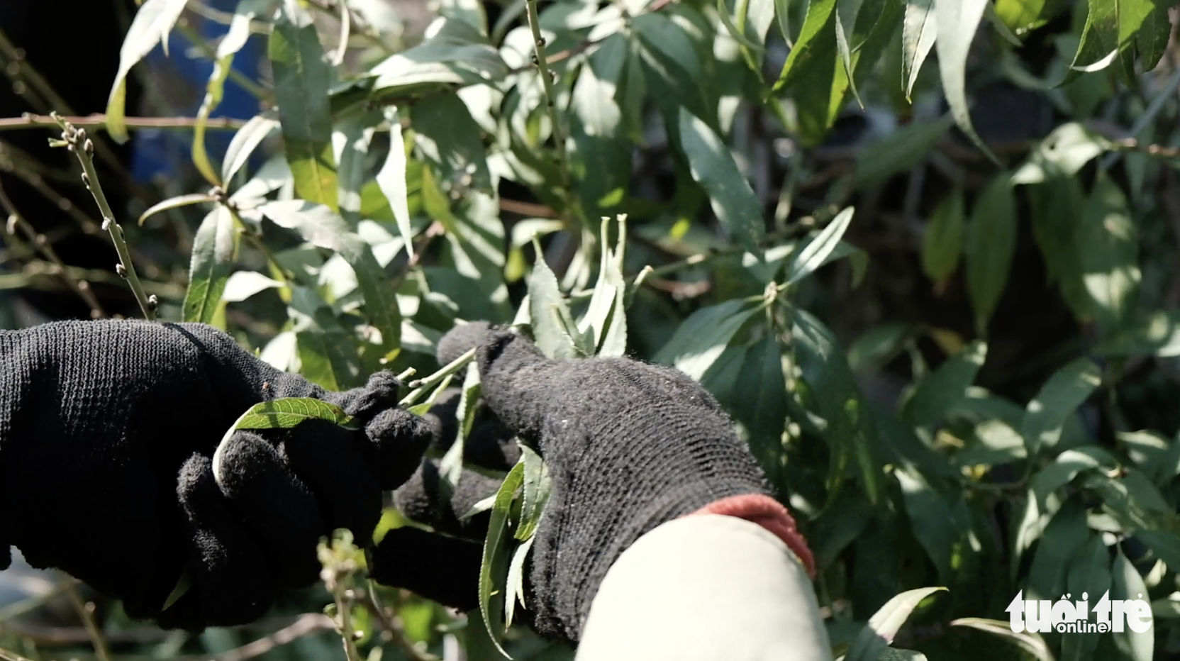 Chi chục triệu đồng thuê nhân công tuốt lá đào dịp tết - Ảnh 4. Chi chục triệu đồng thuê nhân công tuốt lá đào dịp tết - Ảnh 4.