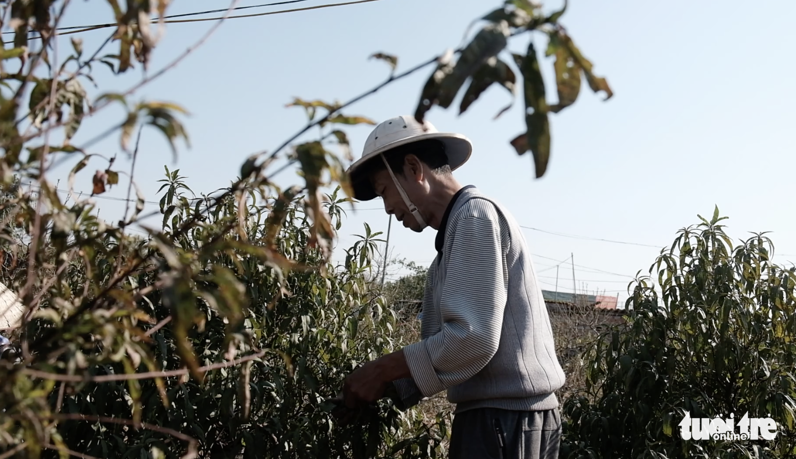 Chi chục triệu đồng thuê nhân công tuốt lá đào dịp tết - Ảnh 5. Chi chục triệu đồng thuê nhân công tuốt lá đào dịp tết - Ảnh 5.