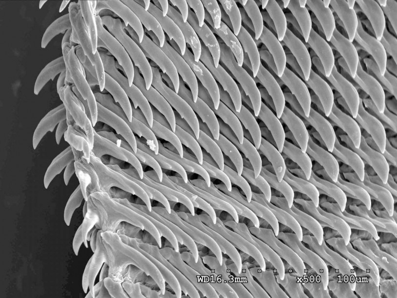 Loài vật có tới 25.000 chiếc răng trong miệng - Ảnh 2. Loài vật có tới 25.000 chiếc răng trong miệng - Ảnh 2.