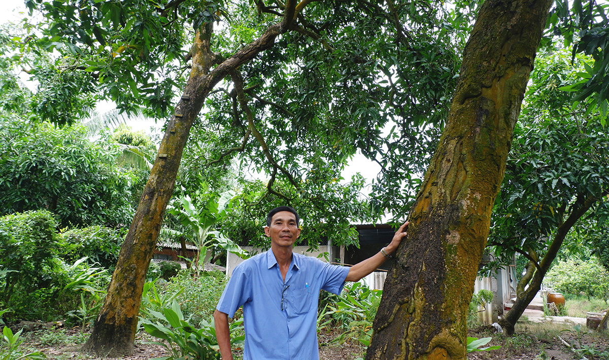 Kể chuyện cây trái miền Tây: Kỳ 1: Đệ nhất danh xoài cát Hòa Lộc - Ảnh 5. Kể chuyện cây trái miền Tây: Kỳ 1: Đệ nhất danh xoài cát Hòa Lộc - Ảnh 5.