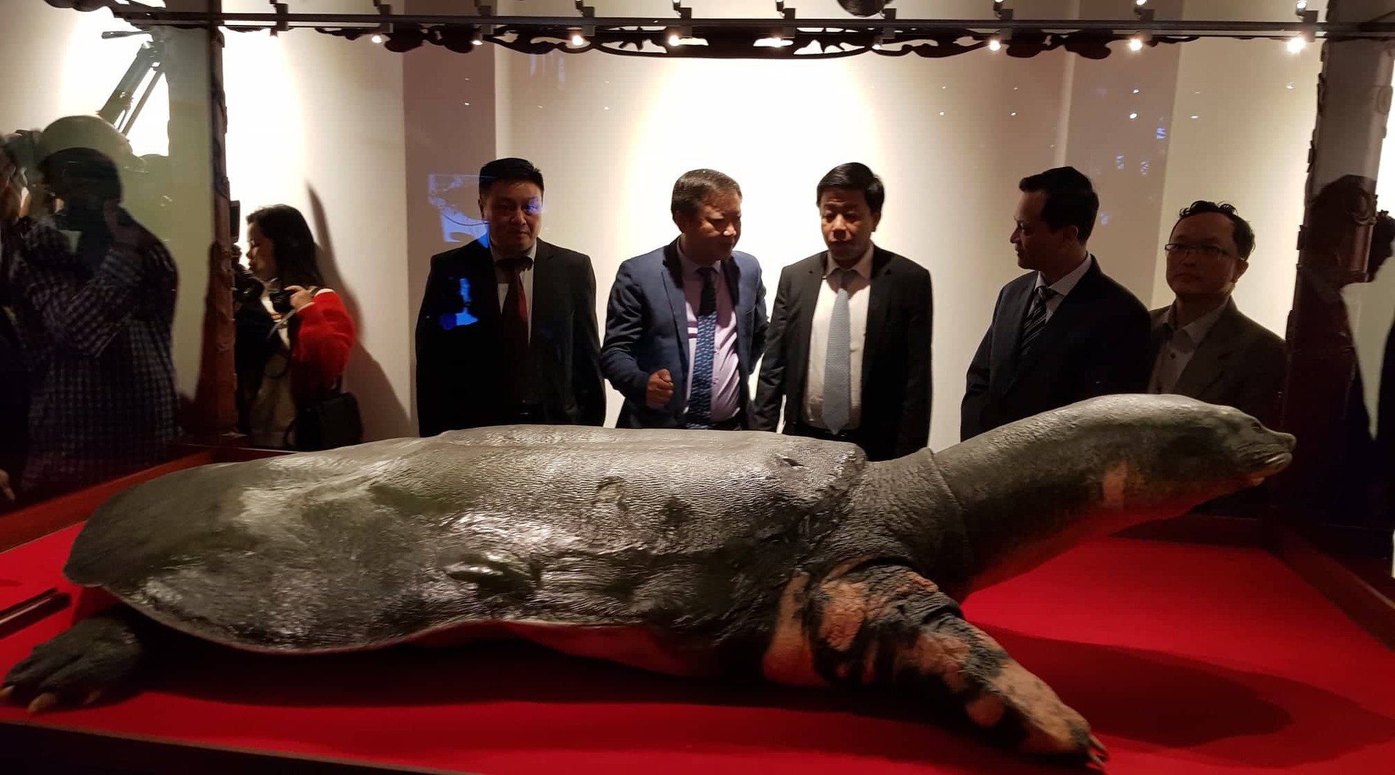 Trưng bày mẫu vật cụ rùa hồ Gươm tại di tích đền Ngọc Sơn - Ảnh 3.