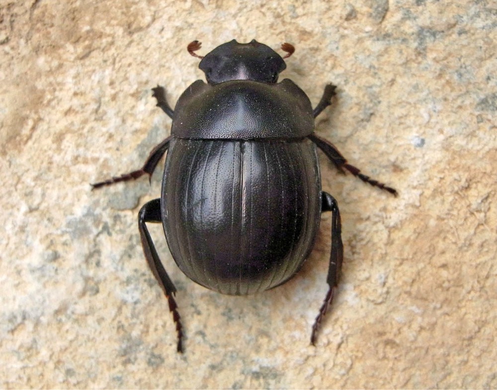 Thế giới xem các con vật nào là biểu tượng may mắn? - Ảnh 3. Thế giới xem các con vật nào là biểu tượng may mắn? - Ảnh 3.