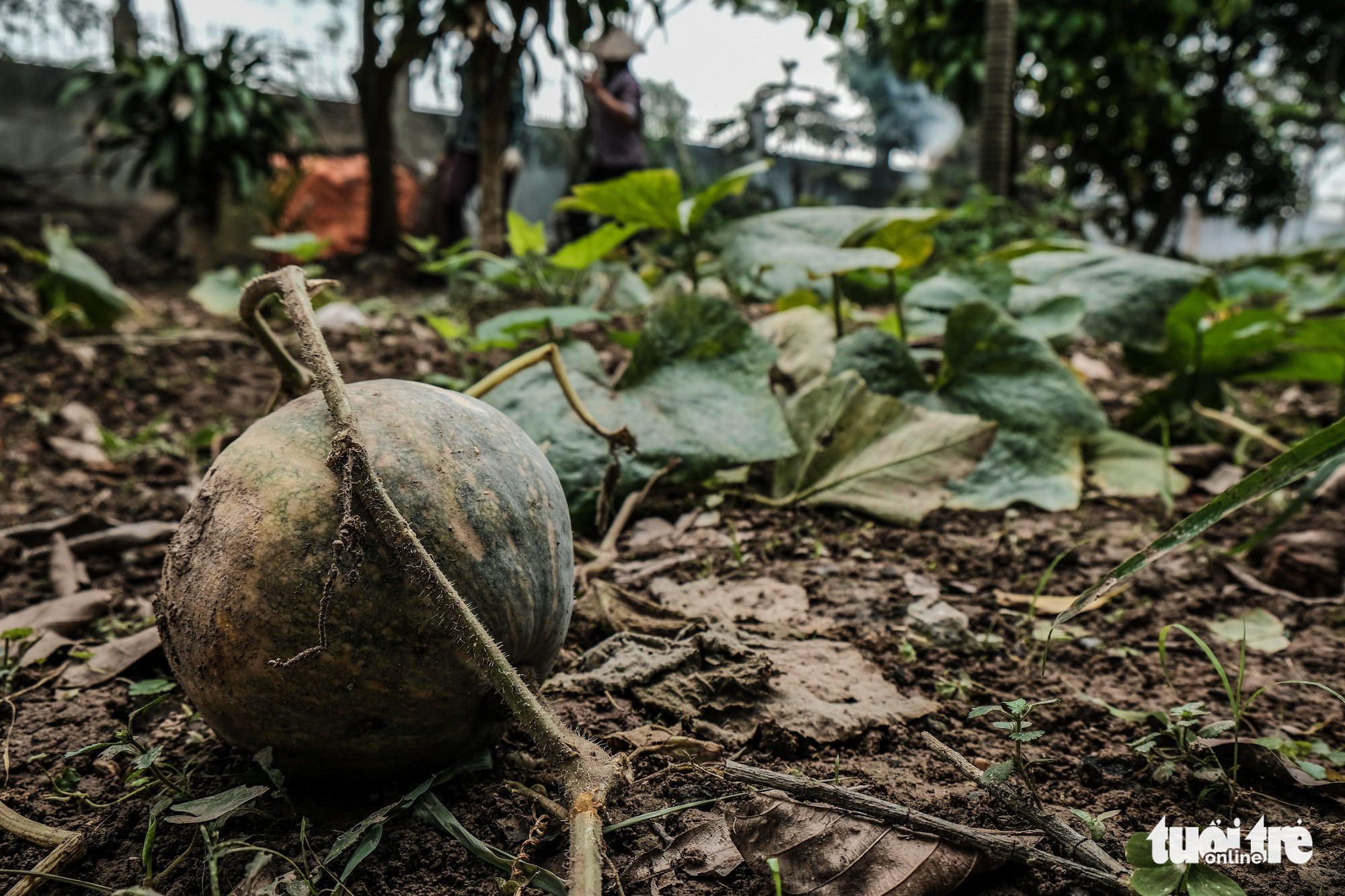 Chùa Giáng, chốn Tổ yên bình của bậc chân tu 103 tuổi Thích Phổ Tuệ - Ảnh 15. Chùa Giáng, chốn Tổ yên bình của bậc chân tu 103 tuổi Thích Phổ Tuệ - Ảnh 15.