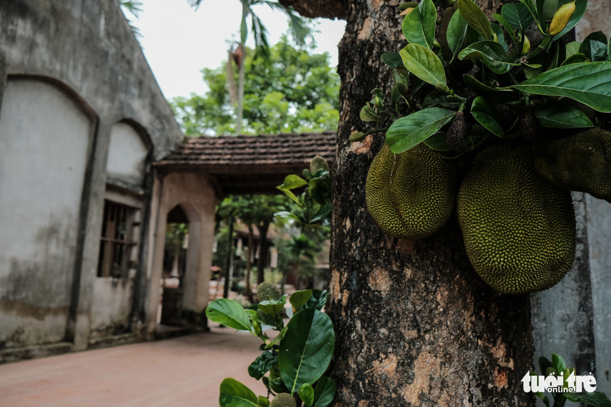 Chùa Giáng, chốn Tổ yên bình của bậc chân tu 103 tuổi Thích Phổ Tuệ - Ảnh 12. Chùa Giáng, chốn Tổ yên bình của bậc chân tu 103 tuổi Thích Phổ Tuệ - Ảnh 12.