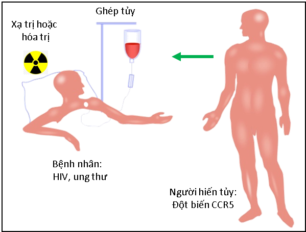 Chữa hết HIV nhờ người đột biến gen - Ảnh 1. Chữa hết HIV nhờ người đột biến gen - Ảnh 1.
