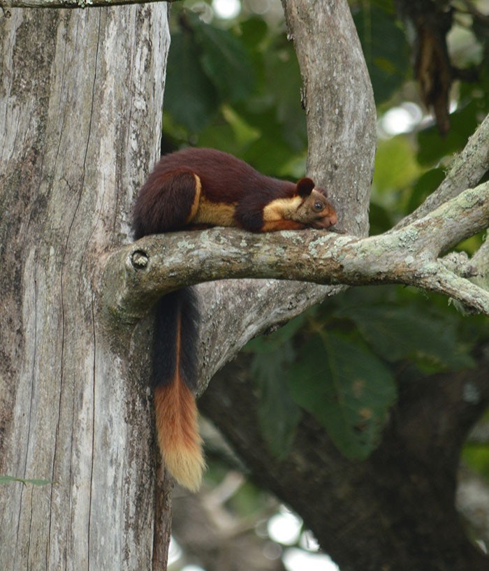 Kỳ lạ loài sóc sặc sỡ đuôi dài cả mét - Ảnh 8. Kỳ lạ loài sóc sặc sỡ đuôi dài cả mét - Ảnh 8.