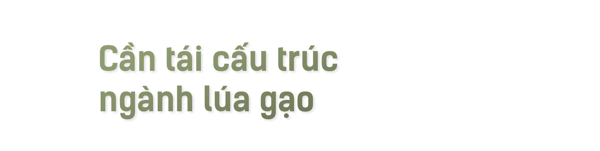 Hạt gạo Việt: 30 năm, một nỗi đau đáu về thương hiệu - Ảnh 11.