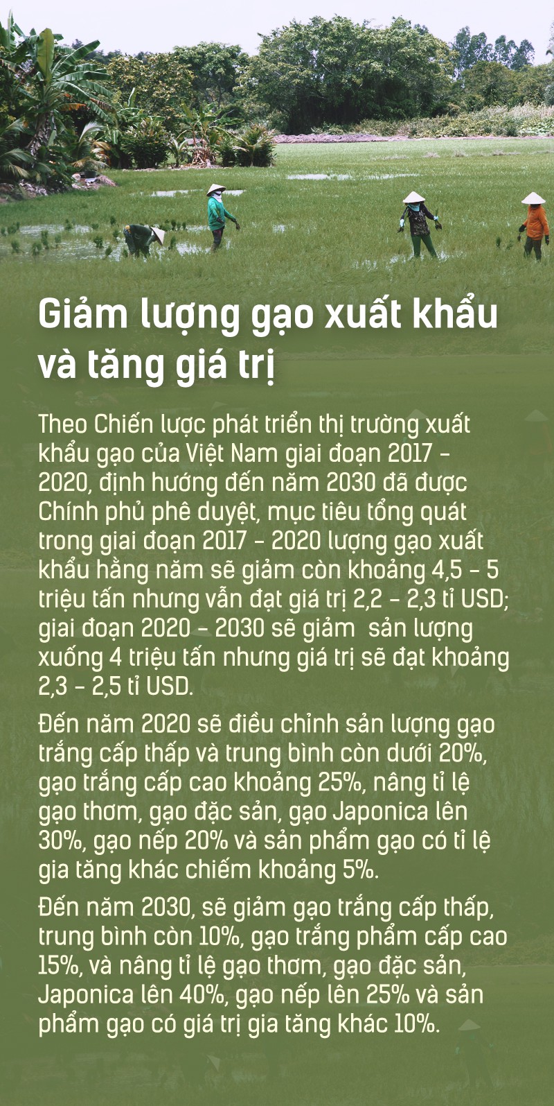 Hạt gạo Việt: 30 năm, một nỗi đau đáu về thương hiệu - Ảnh 13.