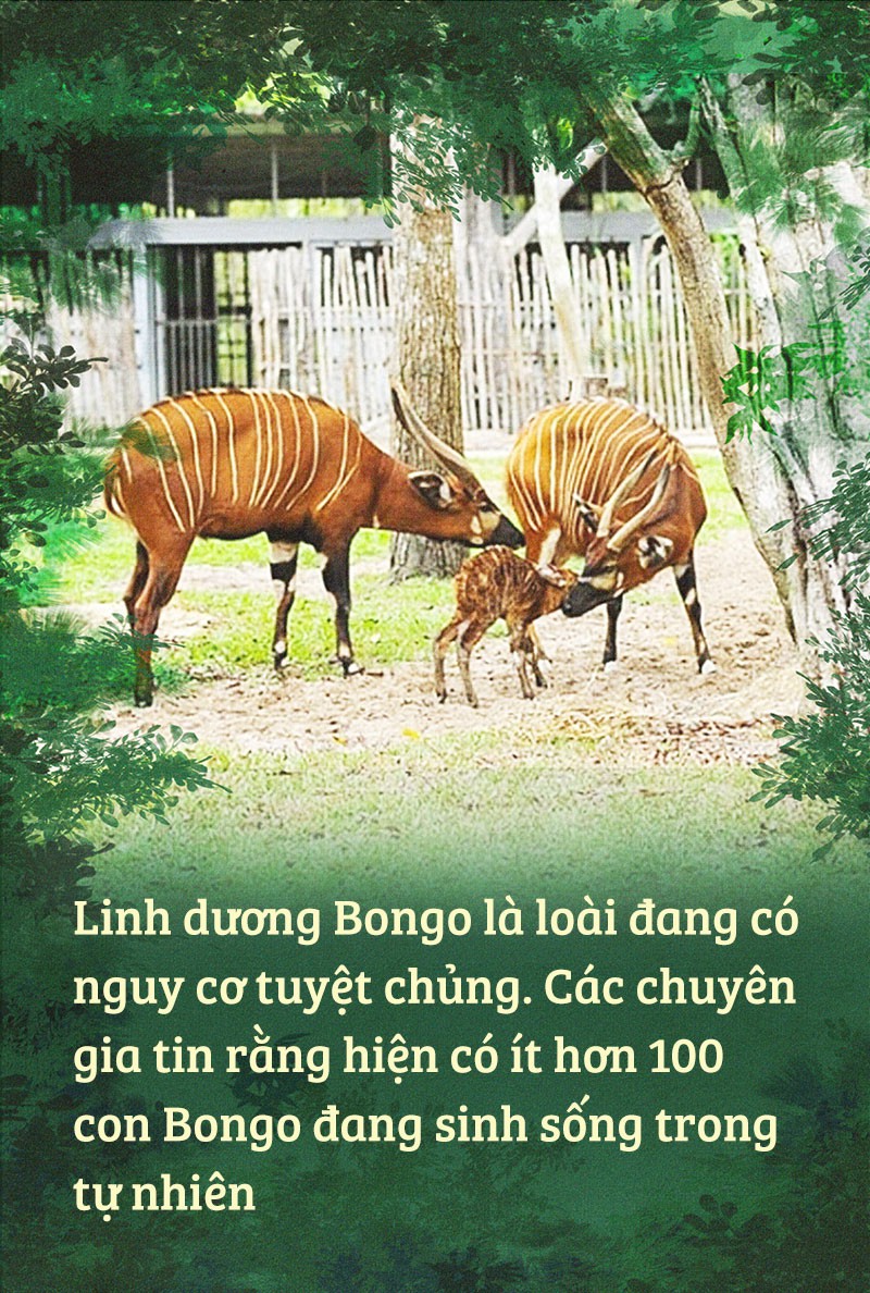 Chúng tôi sinh ra ở Safari - Ảnh 10.