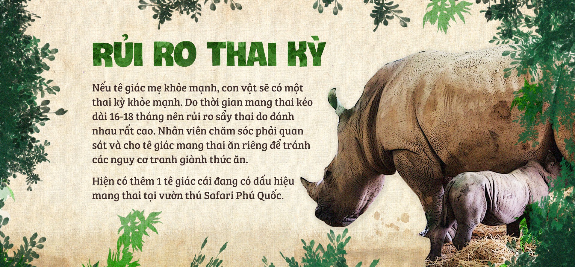 Chúng tôi sinh ra ở Safari - Ảnh 11.