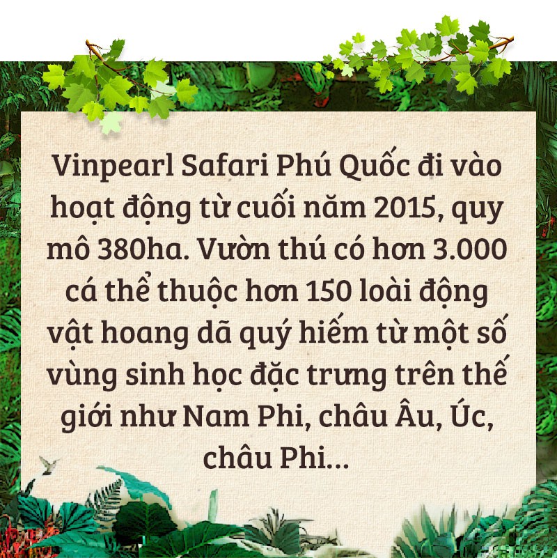 Chúng tôi sinh ra ở Safari - Ảnh 1.